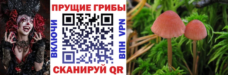 Псилоцибиновые грибы Psilocybine cubensis  Цоци-Юрт 